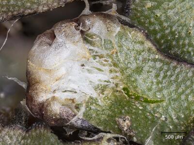 mannia fragrans thallusende mit archegonienstand