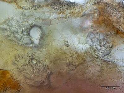 mannia gracilis atemporen aufsicht