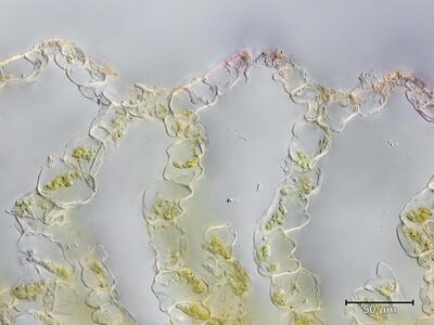 mannia gracilis atemporen quer