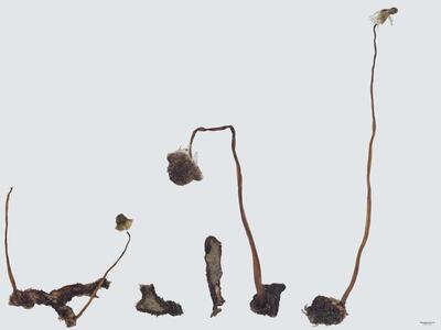 mannia gracilis habitus oberseite