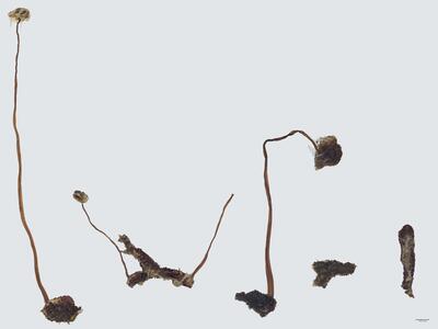 mannia gracilis habitus unterseite