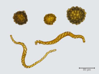 mannia gracilis sporen elateren
