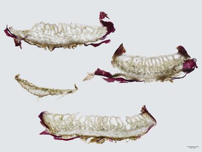 mannia gracilis thallus quer
