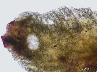 mannia gracilis thallusrand