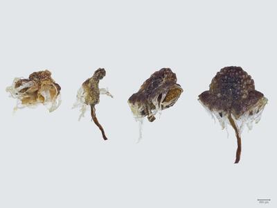 mannia gracilis weibliches koepfchen