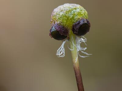 mannia pilosa 3 archegoniophore