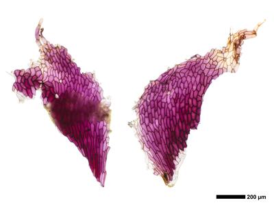 mannia pilosa 3 bauchschuppen
