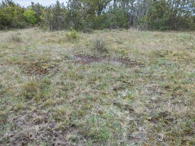 mannia pilosa 3 habitat