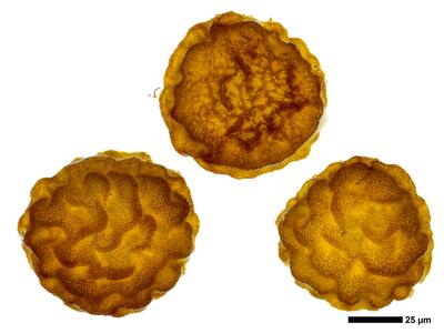 mannia pilosa 3 sporen