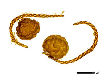 mannia pilosa 3 sporen elateren