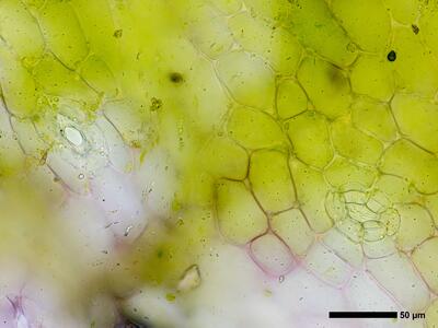mannia pilosa 3 thallus atempore aufsicht