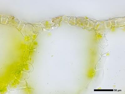 mannia pilosa 3 thallus atempore quer