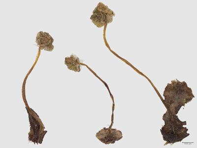 mannia pilosa habitus oberseite