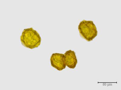 mannia pilosa sporen