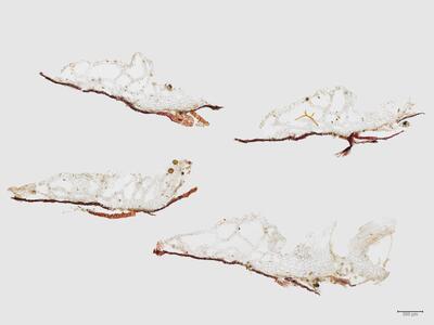 mannia pilosa thallus quer