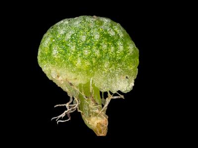 mannia triandra 3 archegoniophore