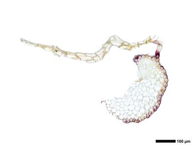 mannia triandra 3 archegoniophorentraeger quer