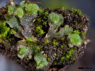 mannia triandra 3 habitus