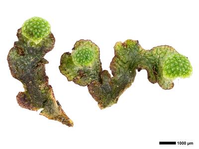 mannia triandra 3 habitus oberseite