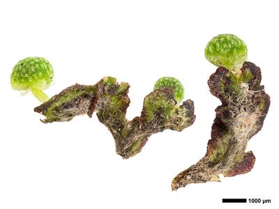 mannia triandra 3 habitus unterseite