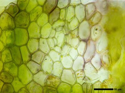 mannia triandra 3 thallus atempore aufsicht