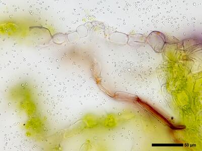 mannia triandra 3 thallus atempore quer