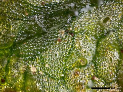 mannia triandra 3 thallus atemporen