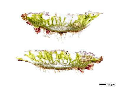 mannia triandra 3 thallus quer