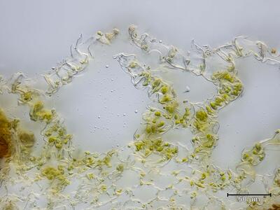 mannia triandra atempore quer