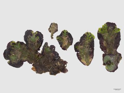 mannia triandra frisch habitus unterseite