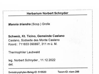 mannia triandra frisch herbarbeleg