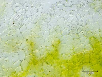 mannia triandra frisch thallus atempore aufsicht