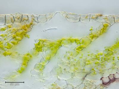 mannia triandra frisch thallus atempore querschnitt