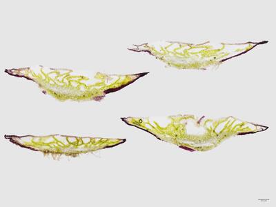 mannia triandra frisch thallus querschnitt