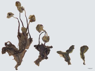 mannia triandra habitus oberseite