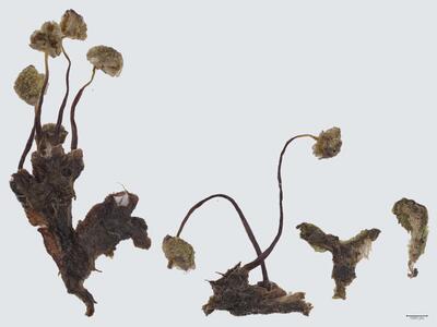 mannia triandra habitus unterseite