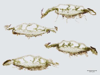 mannia triandra thallus quer