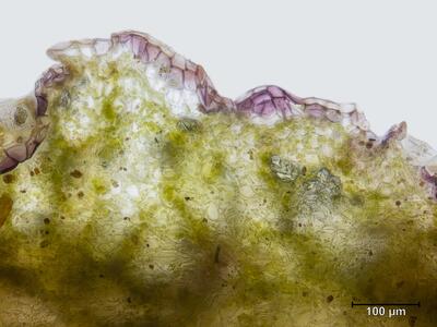 mannia triandra thallusrand