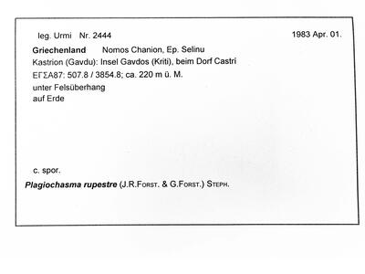 plagiochasma rupestre herbarbeleg