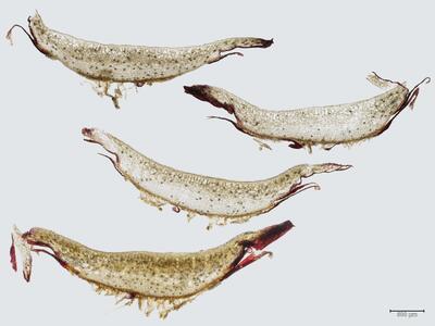 plagiochasma rupestre thallus quer