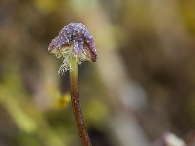 reboulia hemisphaerica 4 archegoniophore
