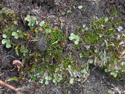 reboulia hemisphaerica ssp hemisphaerica frisch