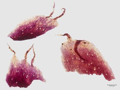 reboulia hemisphaerica ssp hemisphaerica frisch bauchschuppen