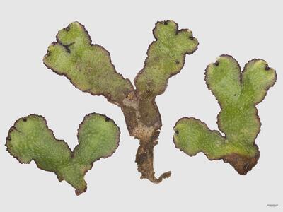 reboulia hemisphaerica ssp hemisphaerica frisch habitus oberseite