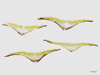 reboulia hemisphaerica ssp hemisphaerica frisch thallus quer