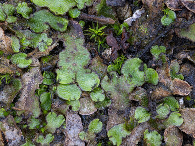 reboulia hemisphaerica ssp hemisphaerica swe detail