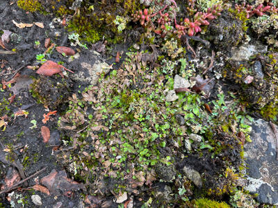 reboulia hemisphaerica ssp hemisphaerica swe habitat