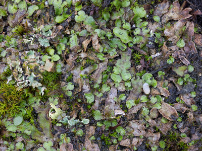 reboulia hemisphaerica ssp hemisphaerica swe stature