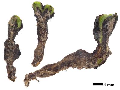 reboulia hemisphaerica ssp hemisphaerica swe stature dorsal side