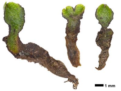 reboulia hemisphaerica ssp hemisphaerica swe stature ventral side